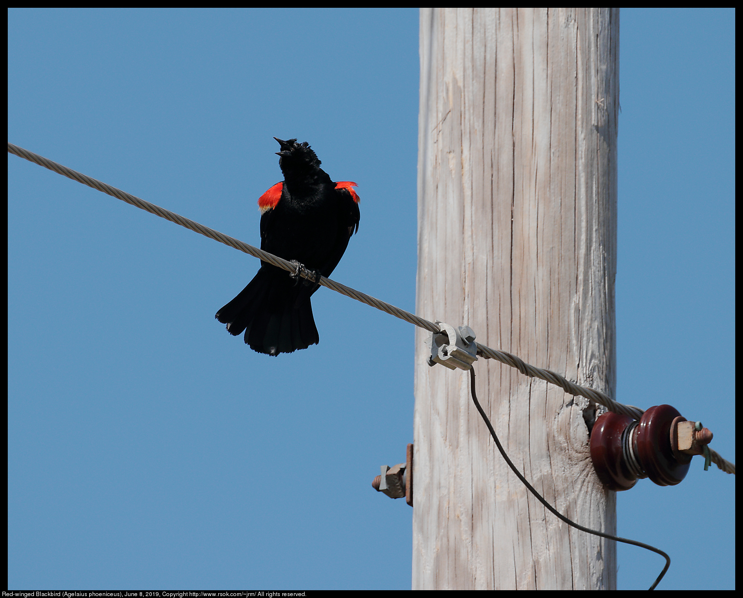 Red-winged Blackbird (Agelaius phoeniceus), June 8, 2019