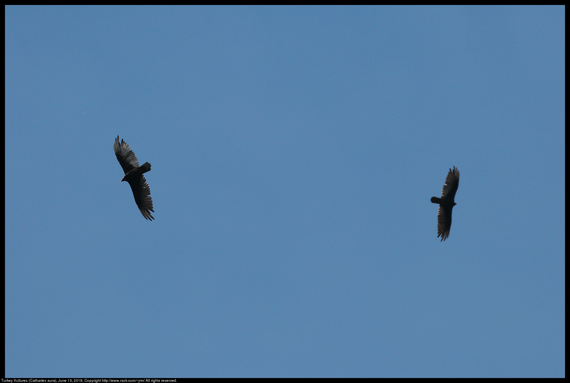 Turkey Vultures (Cathartes aura), June 10, 2019