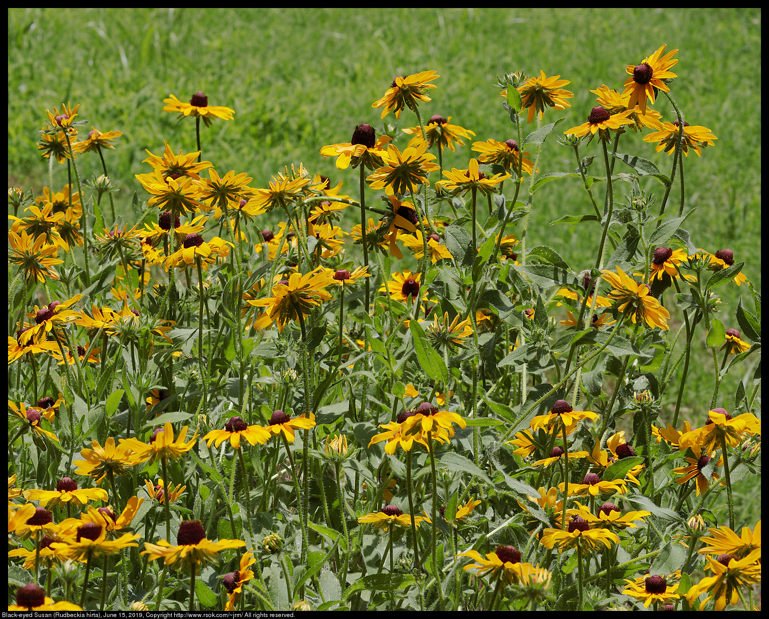 Black-eyed Susan (Rudbeckia hirta), June 15, 2019