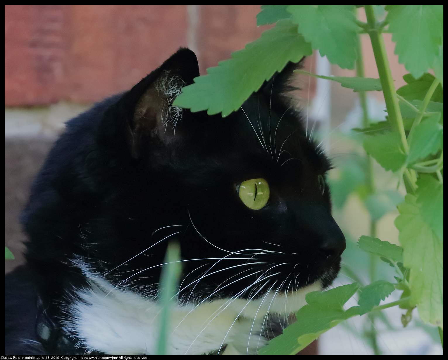 Outlaw Pete in catnip, June 18, 2019