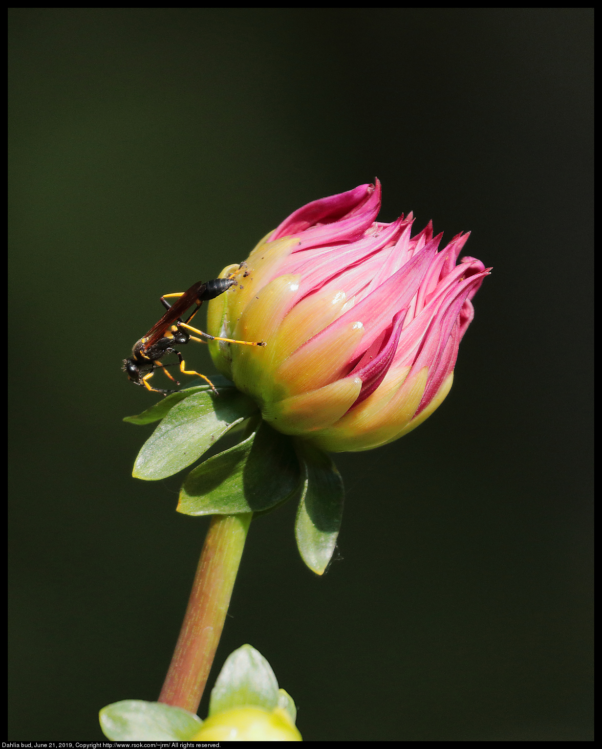 Dahlia bud, June 21, 2019