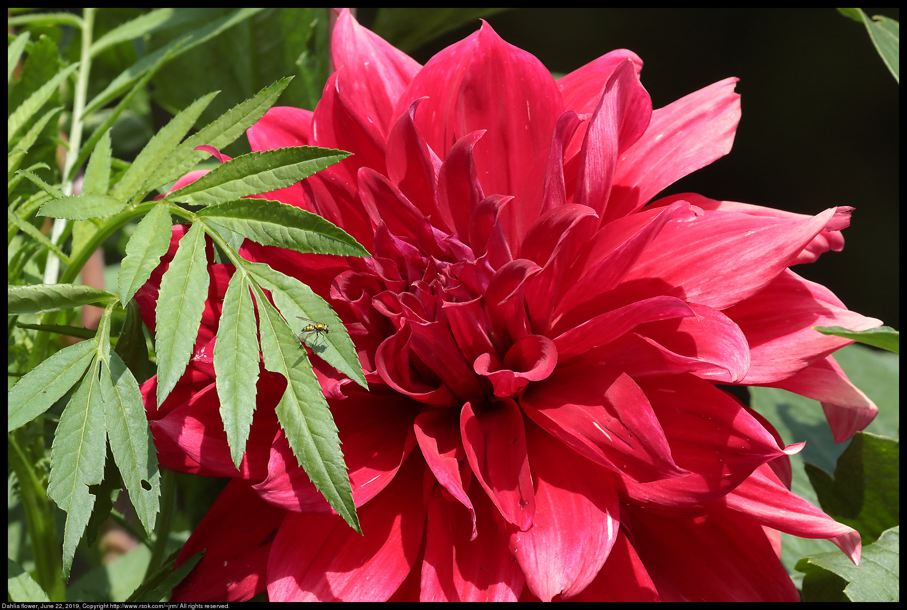 Dahlia flower, June 22, 2019