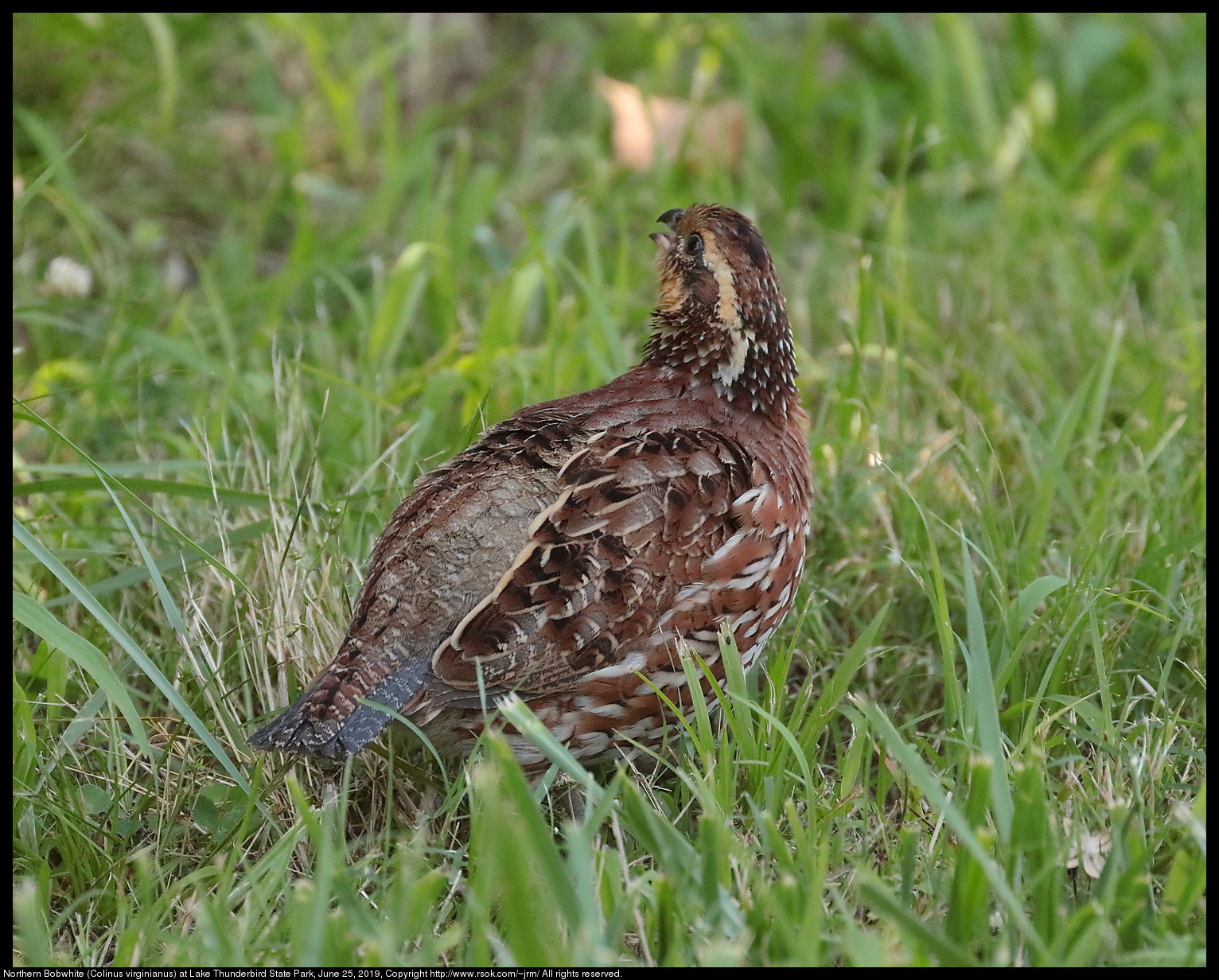 Northern Bobwhite (Colinus virginianus) at Lake Thunderbird State Park, June 25, 2019