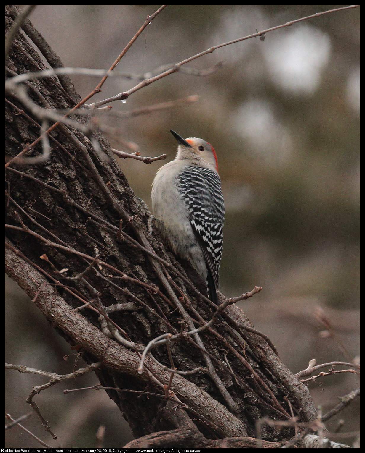 Red-bellied Woodpecker (Melanerpes carolinus), February 28, 2019