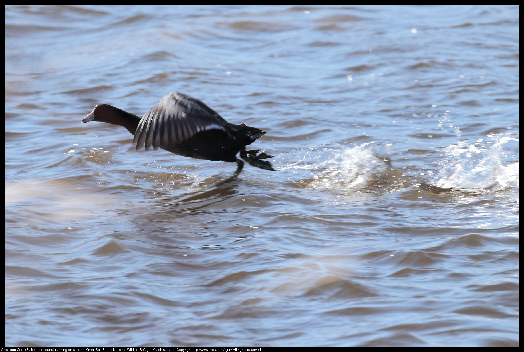 American Coot (Fulica americana) running on water at Great Salt Plains National Wildlife Refuge, March 6, 2019