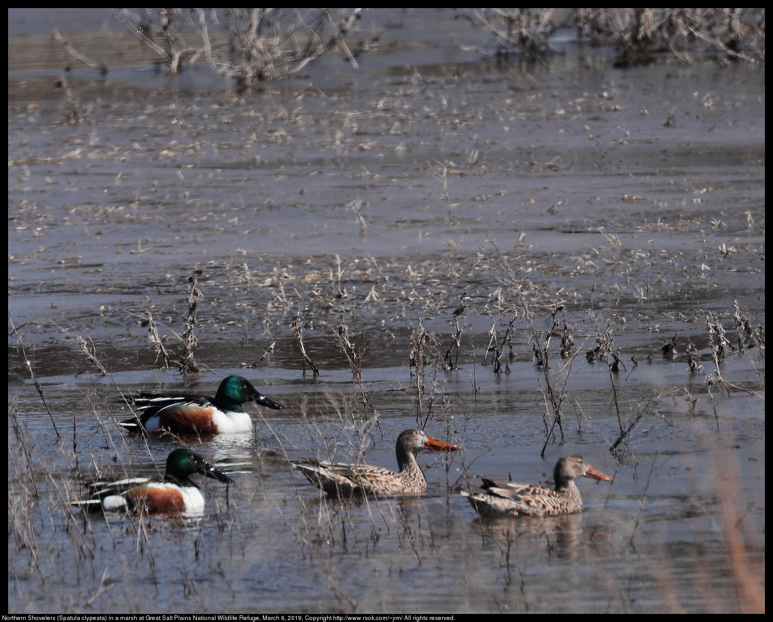 Northern Shovelers (Spatula clypeata) in a marsh at Great Salt Plains National Wildlife Refuge, March 6, 2019