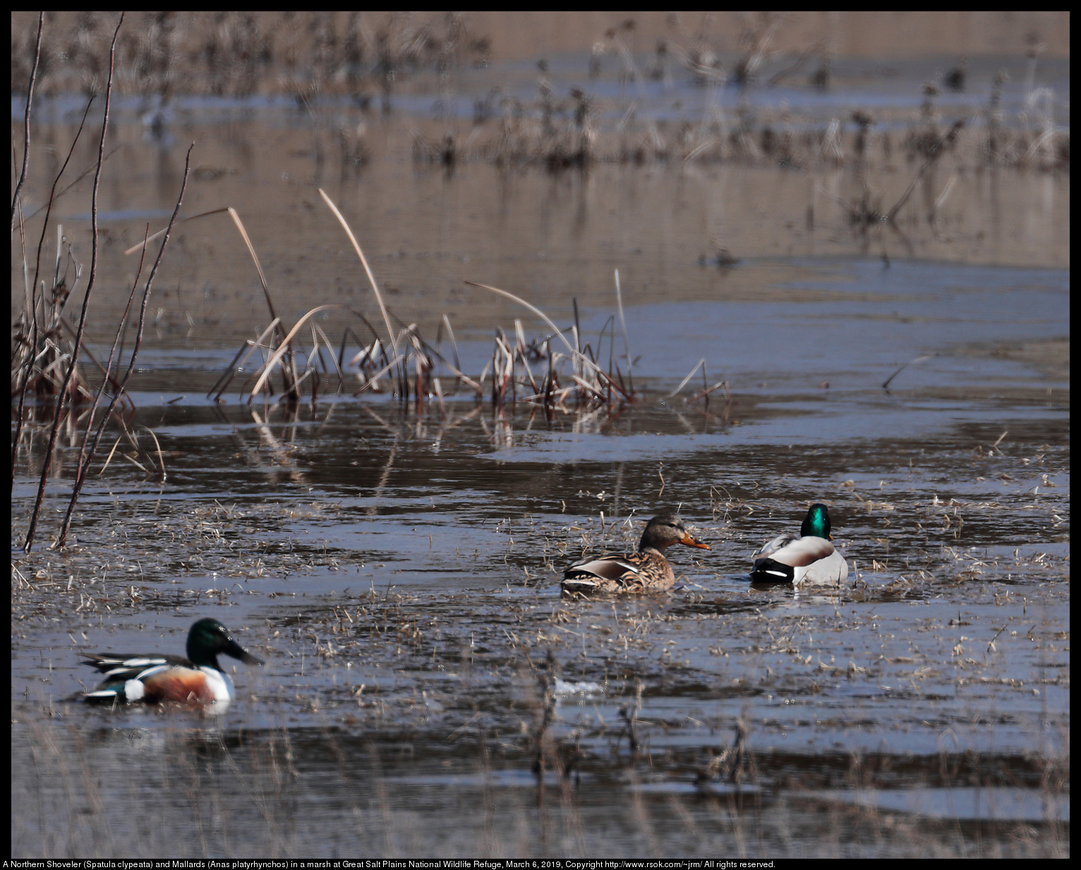 A Northern Shoveler (Spatula clypeata) and Mallards (Anas platyrhynchos) in a marsh at Great Salt Plains National Wildlife Refuge, March 6, 2019