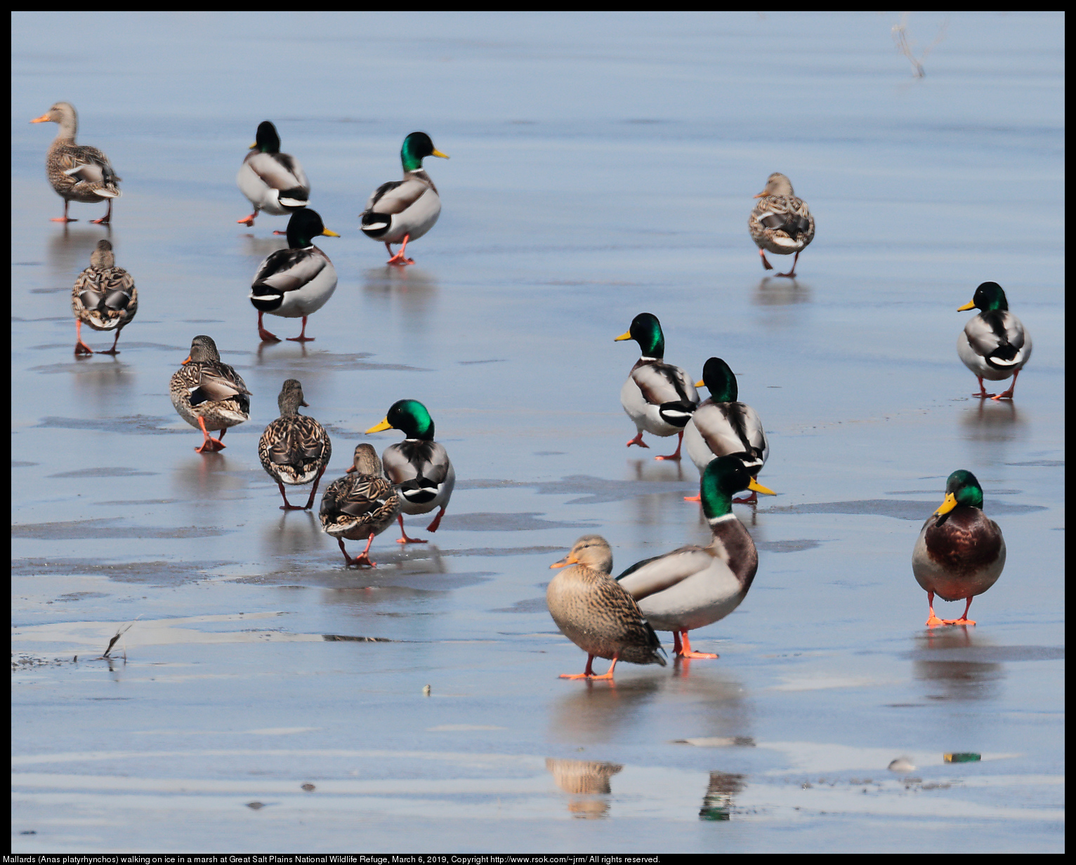 Mallards (Anas platyrhynchos) walking on ice in a marsh at Great Salt Plains National Wildlife Refuge, March 6, 2019