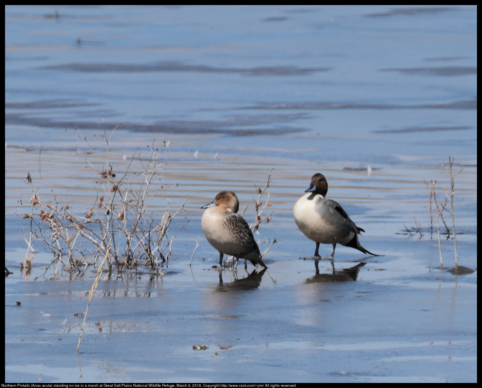 Northern Pintails (Anas acuta) standing on ice in a marsh at Great Salt Plains National Wildlife Refuge, March 6, 2019