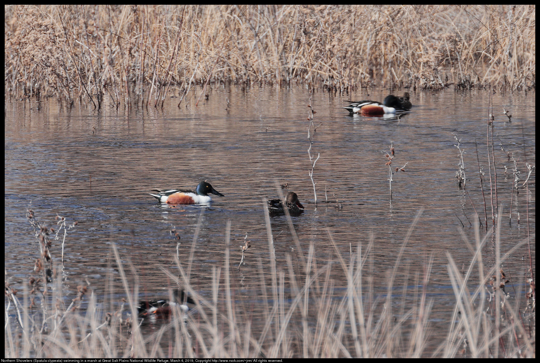 Northern Shovelers (Spatula clypeata) swimming in a marsh at Great Salt Plains National Wildlife Refuge, March 6, 2019