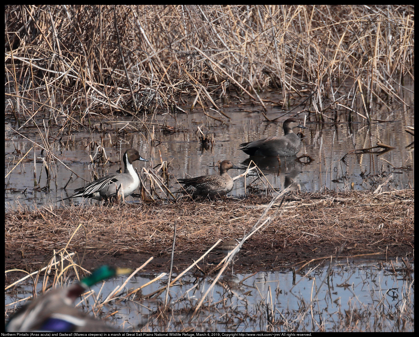 Northern Pintails (Anas acuta) and Gadwall (Mareca strepera) in a marsh at Great Salt Plains National Wildlife Refuge, March 6, 2019