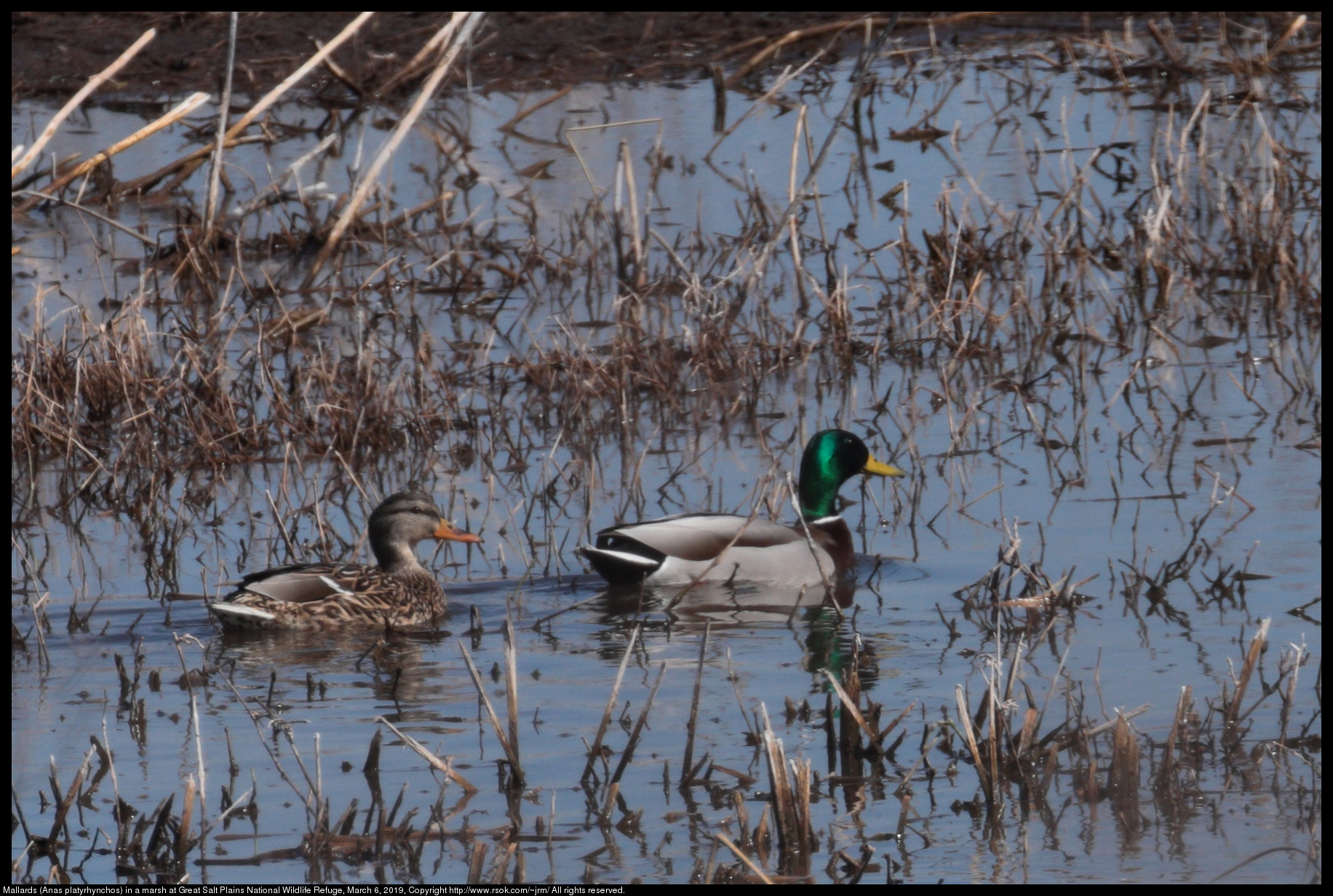 Mallards (Anas platyrhynchos) in a marsh at Great Salt Plains National Wildlife Refuge, March 6, 2019