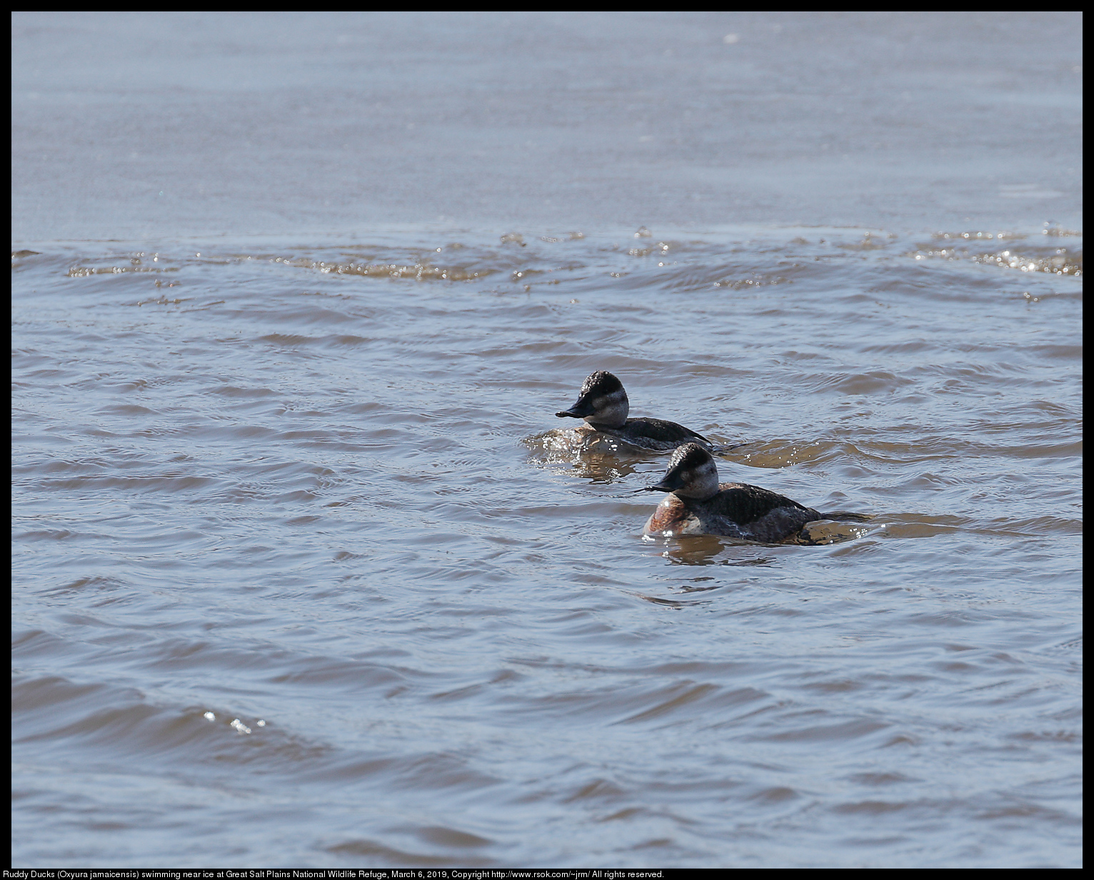 Ruddy Ducks (Oxyura jamaicensis) swimming at Great Salt Plains National Wildlife Refuge, March 6, 2019