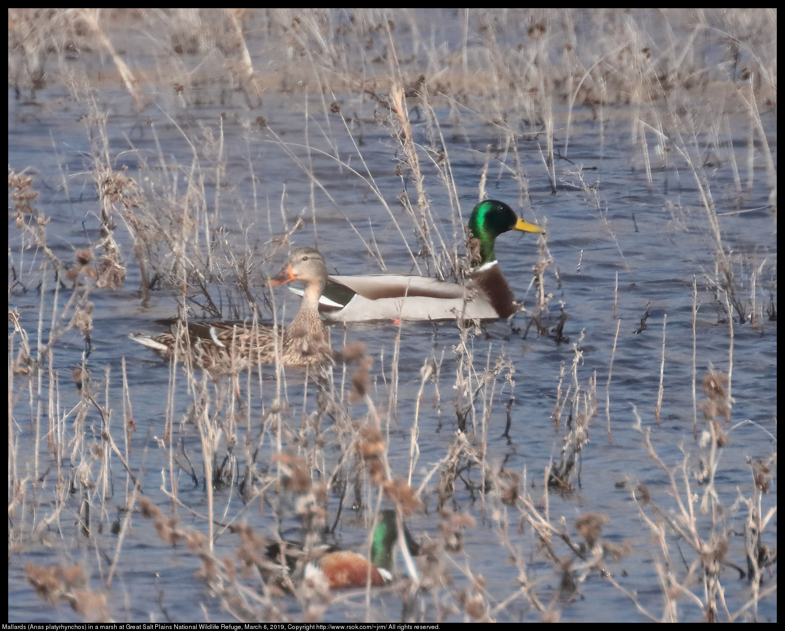 Mallards (Anas platyrhynchos) in a marsh at Great Salt Plains National Wildlife Refuge, March 6, 2019