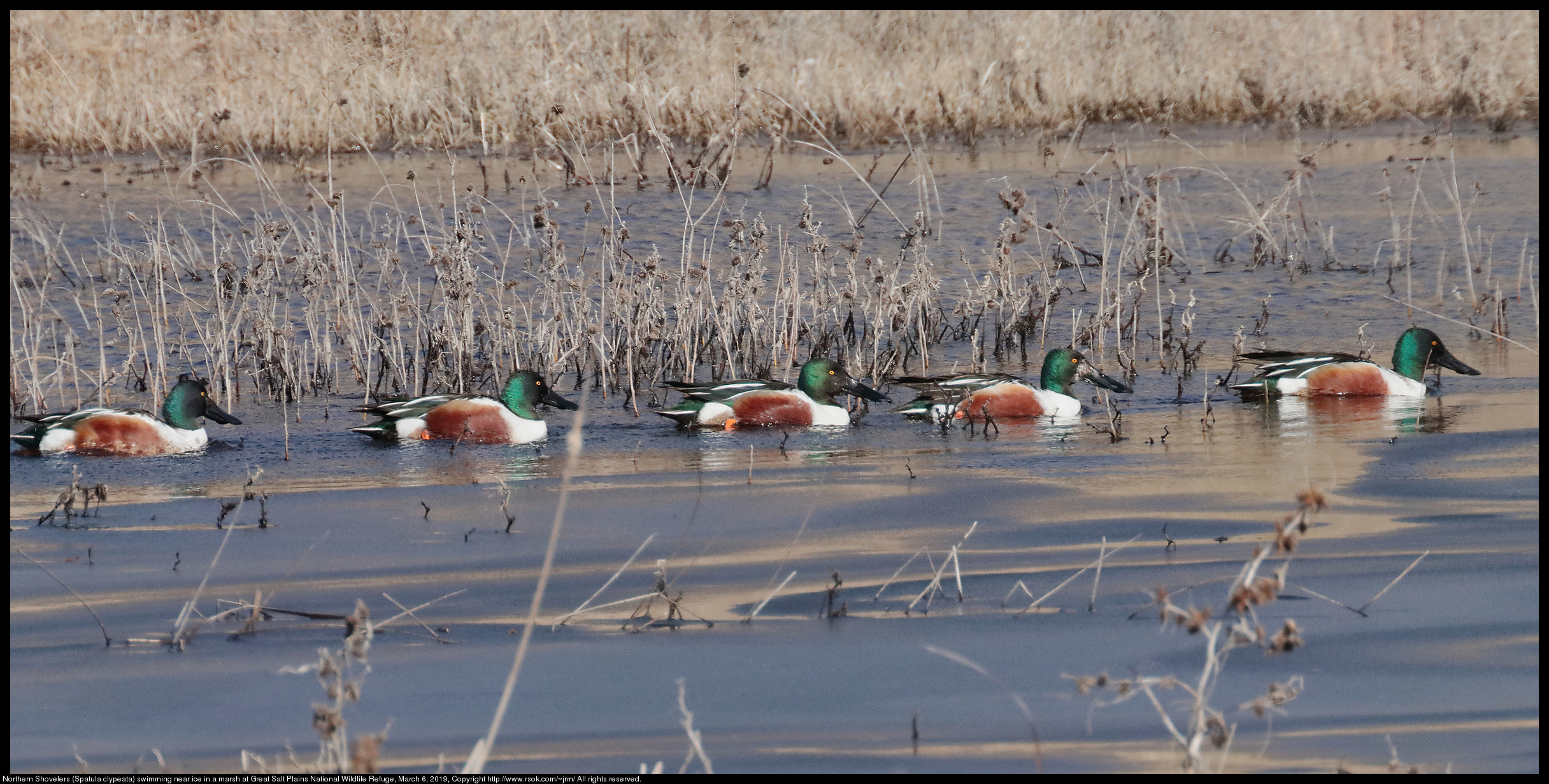 Northern Shovelers (Spatula clypeata) swimming near ice in a marsh at Great Salt Plains National Wildlife Refuge, March 6, 2019