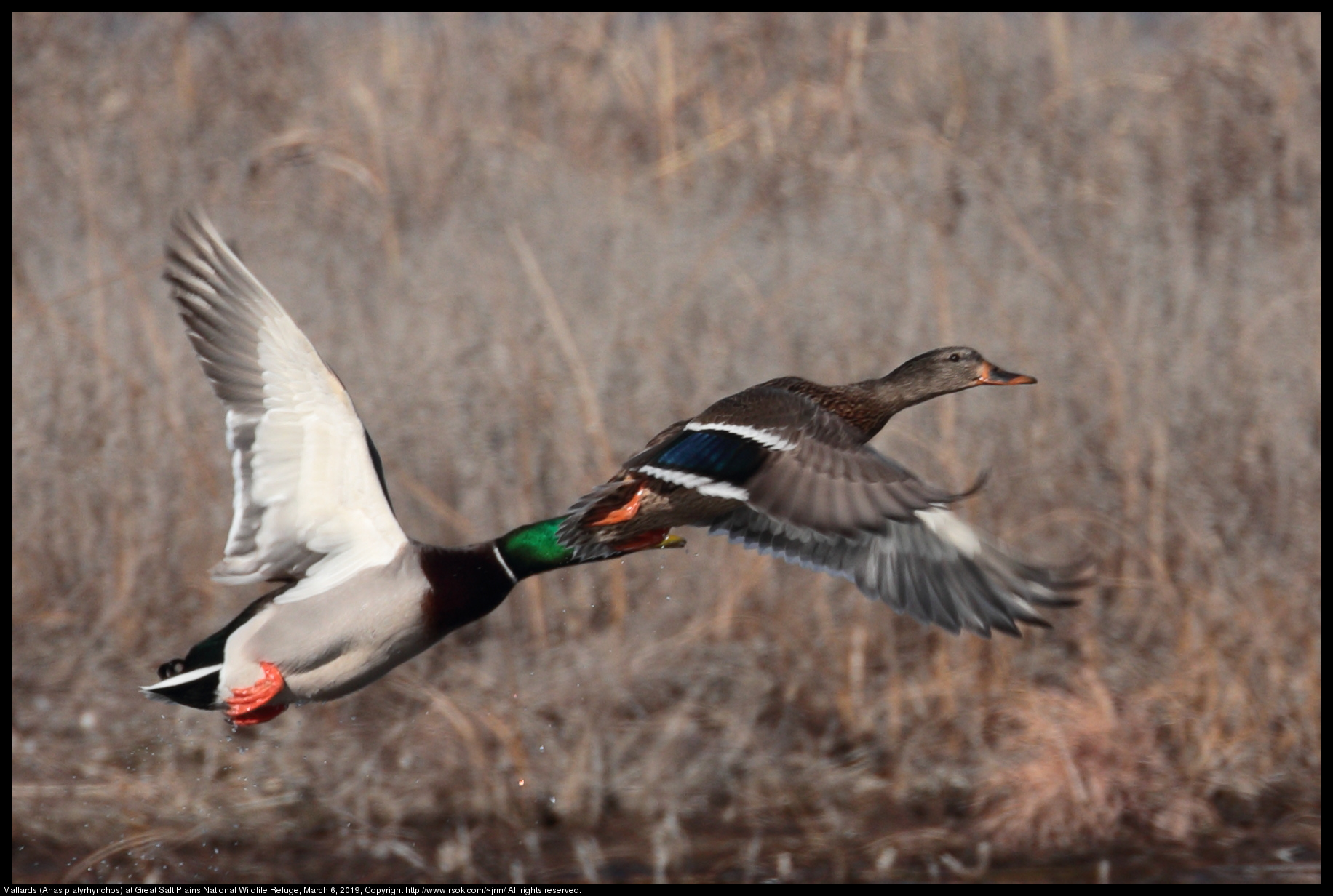 Mallards (Anas platyrhynchos) at Great Salt Plains National Wildlife Refuge, March 6, 2019