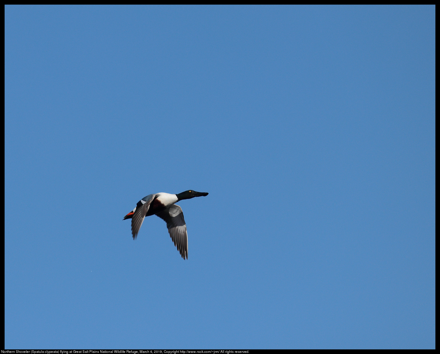 Northern Shoveler (Spatula clypeata) flying at Great Salt Plains National Wildlife Refuge, March 6, 2019