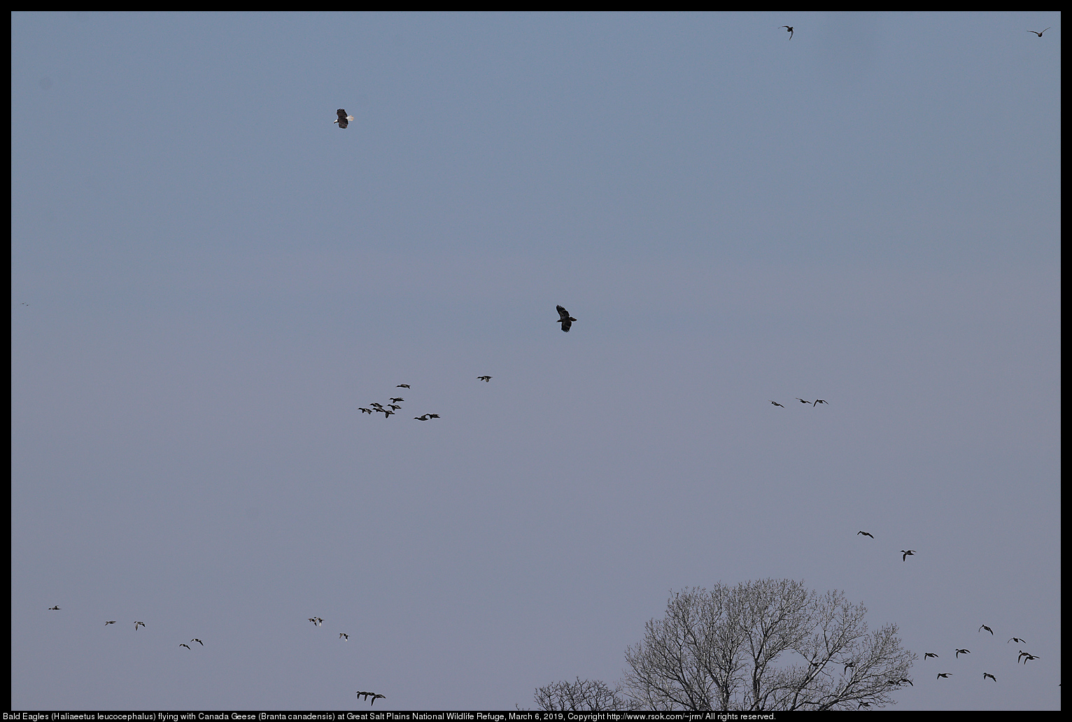 Bald Eagles (Haliaeetus leucocephalus) flying with Canada Geese (Branta canadensis) at Great Salt Plains National Wildlife Refuge, March 6, 2019