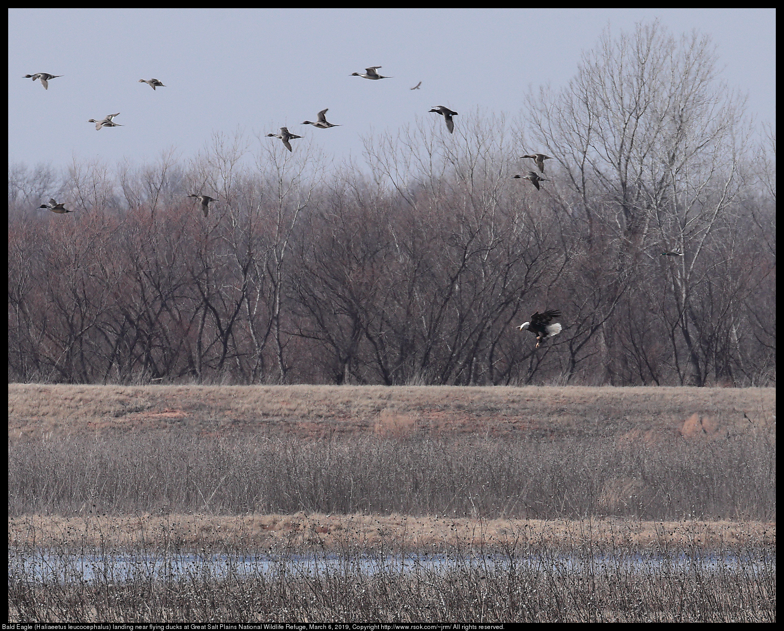 Bald Eagle (Haliaeetus leucocephalus) landing near flying ducks at Great Salt Plains National Wildlife Refuge, March 6, 2019