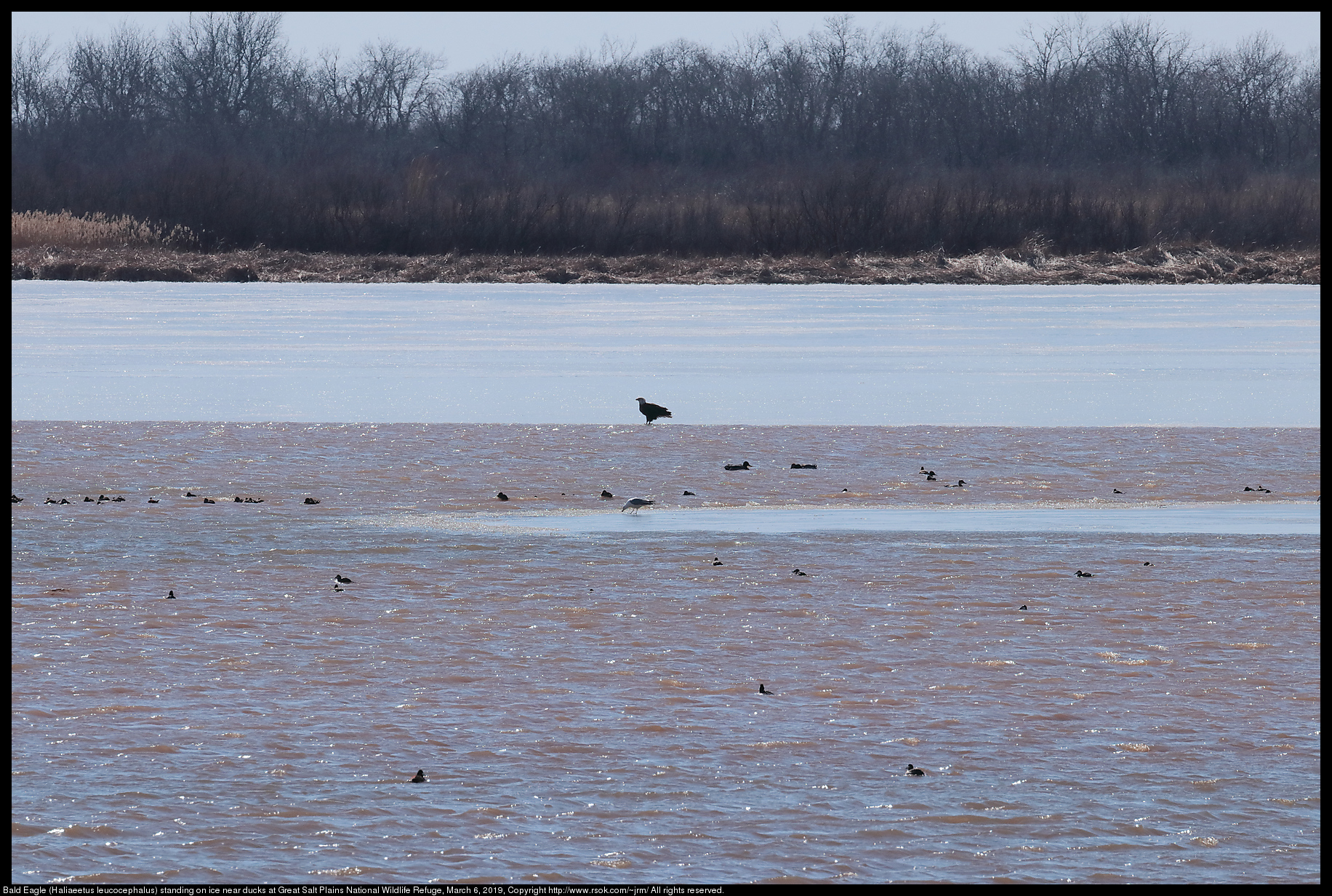 Bald Eagle (Haliaeetus leucocephalus) standing on ice near ducks at Great Salt Plains National Wildlife Refuge, March 6, 2019