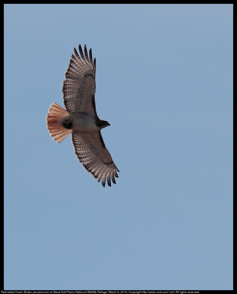 Red-tailed Hawk (Buteo jamaicensis) at Great Salt Plains National Wildlife Refuge, March 6, 2019