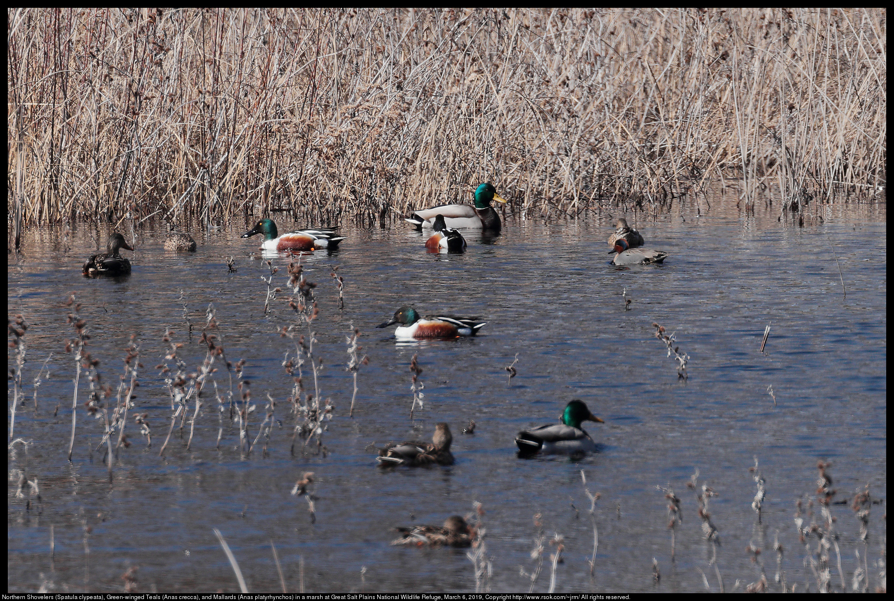Northern Shovelers (Spatula clypeata), Green-winged Teals (Anas crecca), and Mallards (Anas platyrhynchos) in a marsh at Great Salt Plains National Wildlife Refuge, March 6, 2019