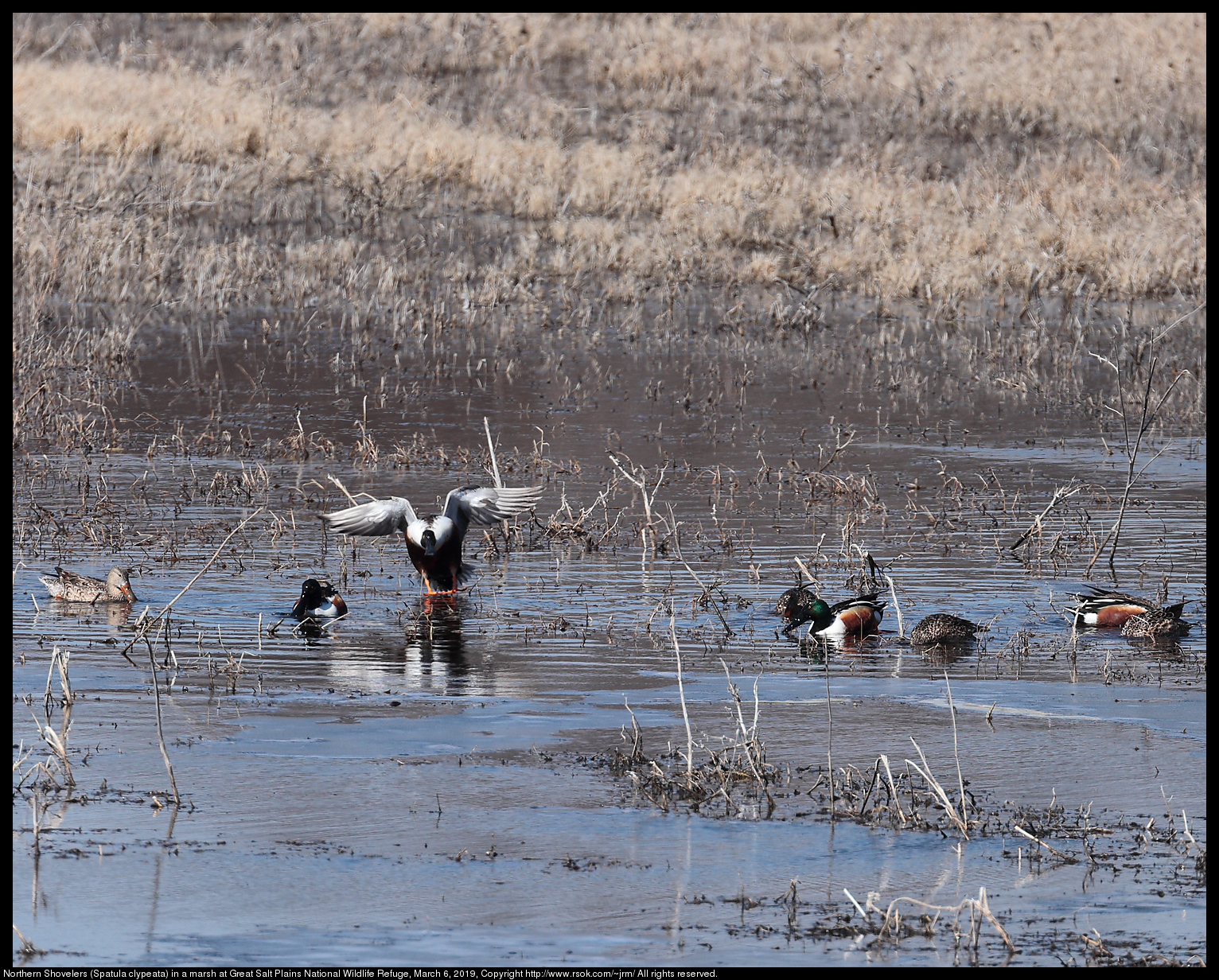 Northern Shovelers (Spatula clypeata) in a marsh at Great Salt Plains National Wildlife Refuge, March 6, 2019