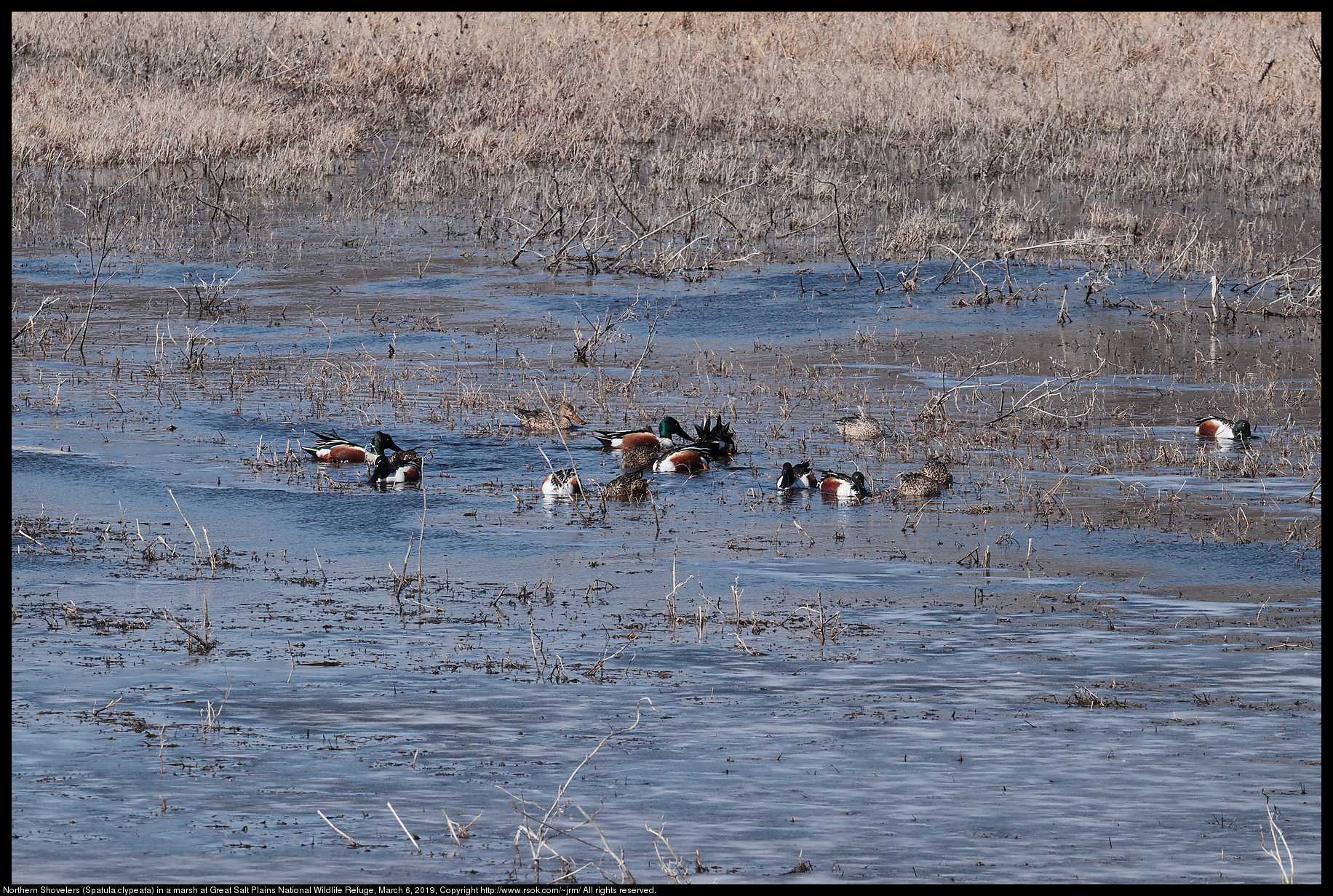 Northern Shovelers (Spatula clypeata) in a marsh at Great Salt Plains National Wildlife Refuge, March 6, 2019