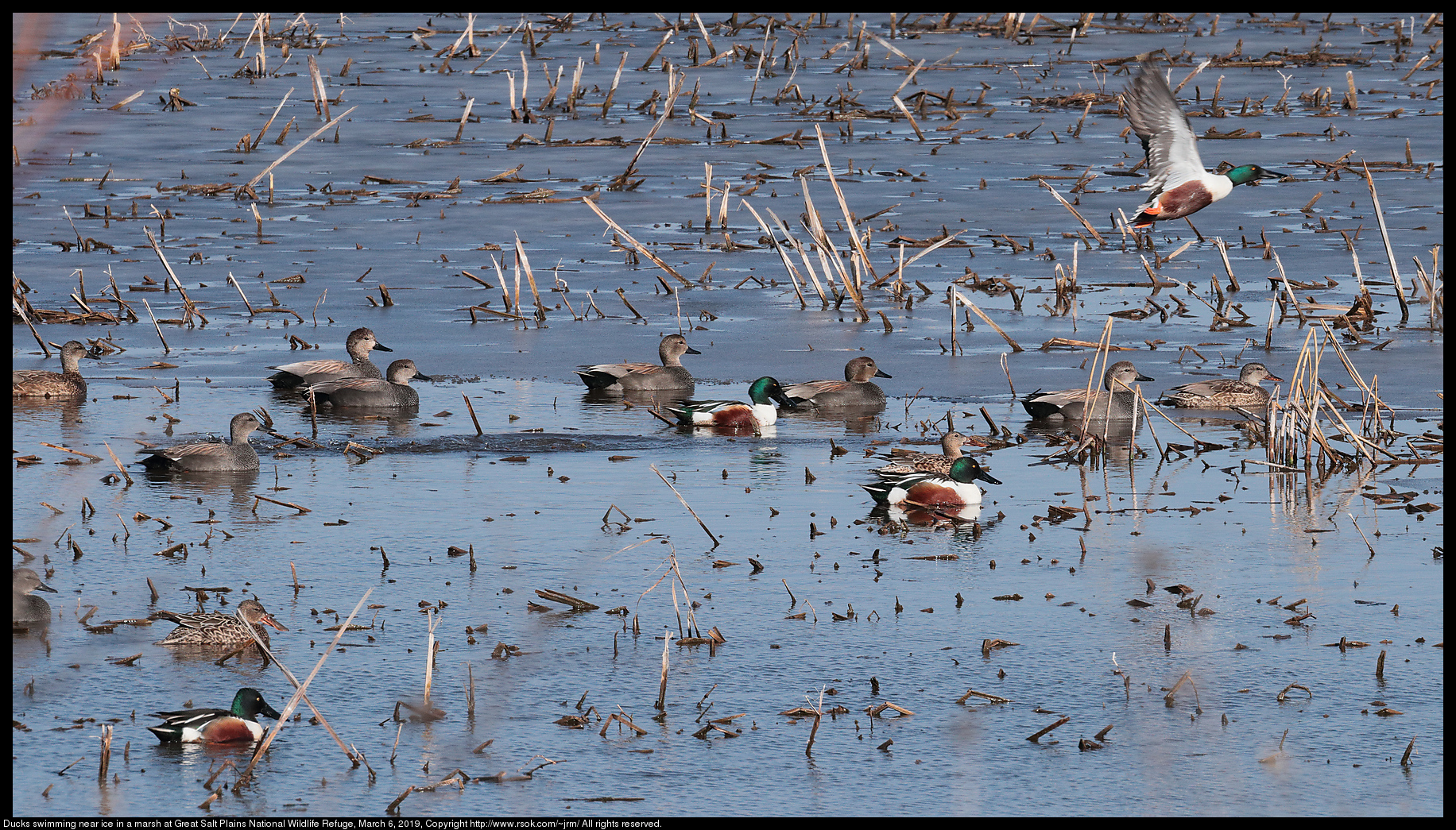 Ducks swimming near ice in a marsh at Great Salt Plains National Wildlife Refuge, March 6, 2019