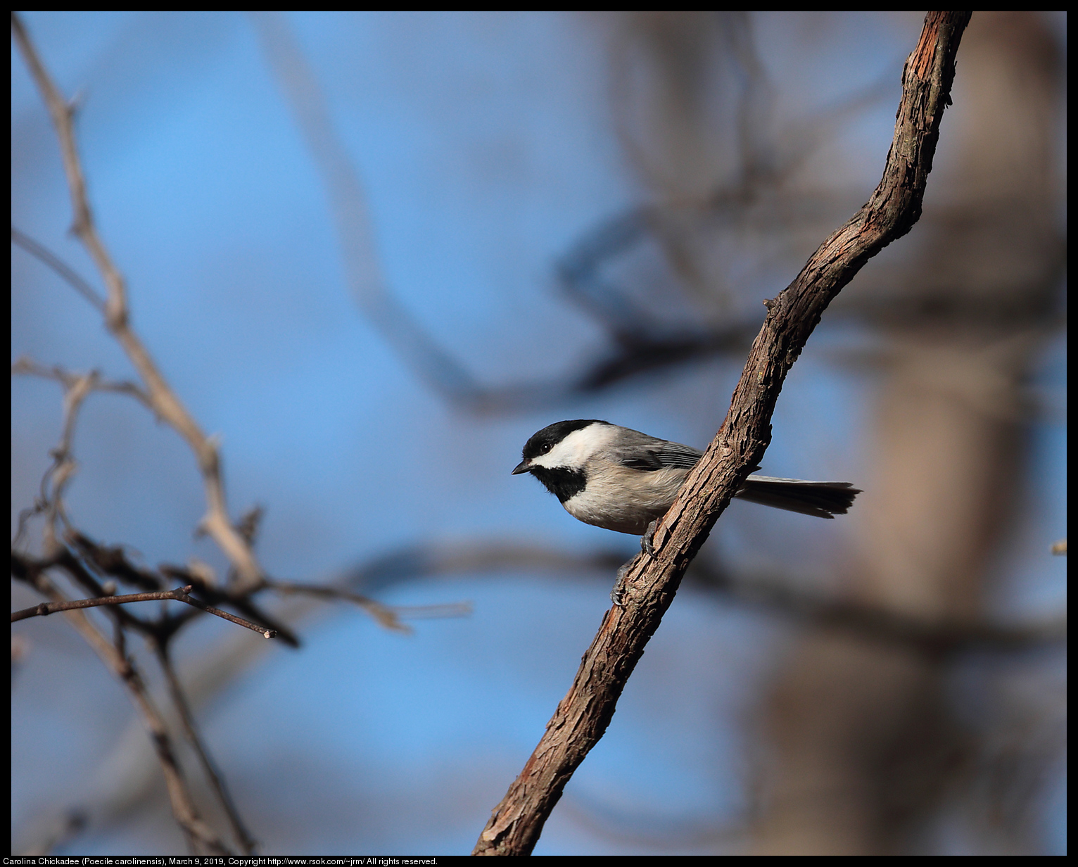 2019mar09_chickadee_IMG_6514c.jpg