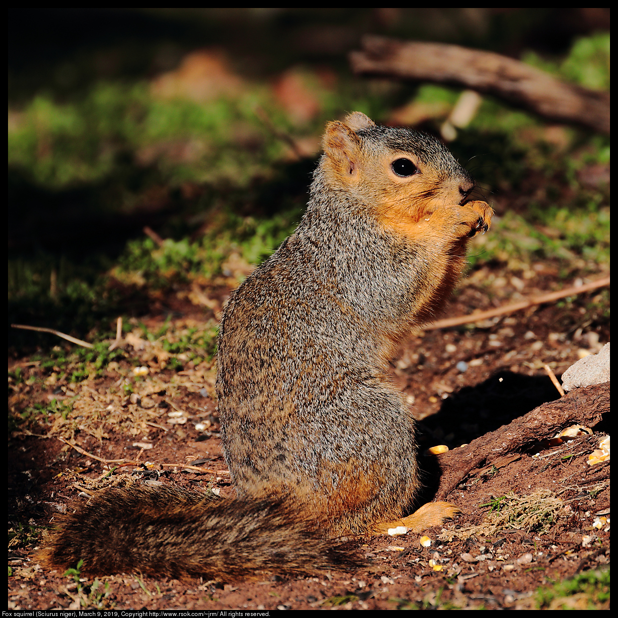 2019mar09_squirrel_IMG_6496c.jpg