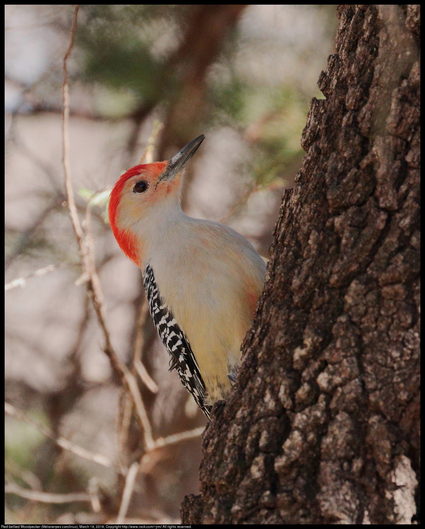 Red-bellied Woodpecker (Melanerpes carolinus), March 16, 2019