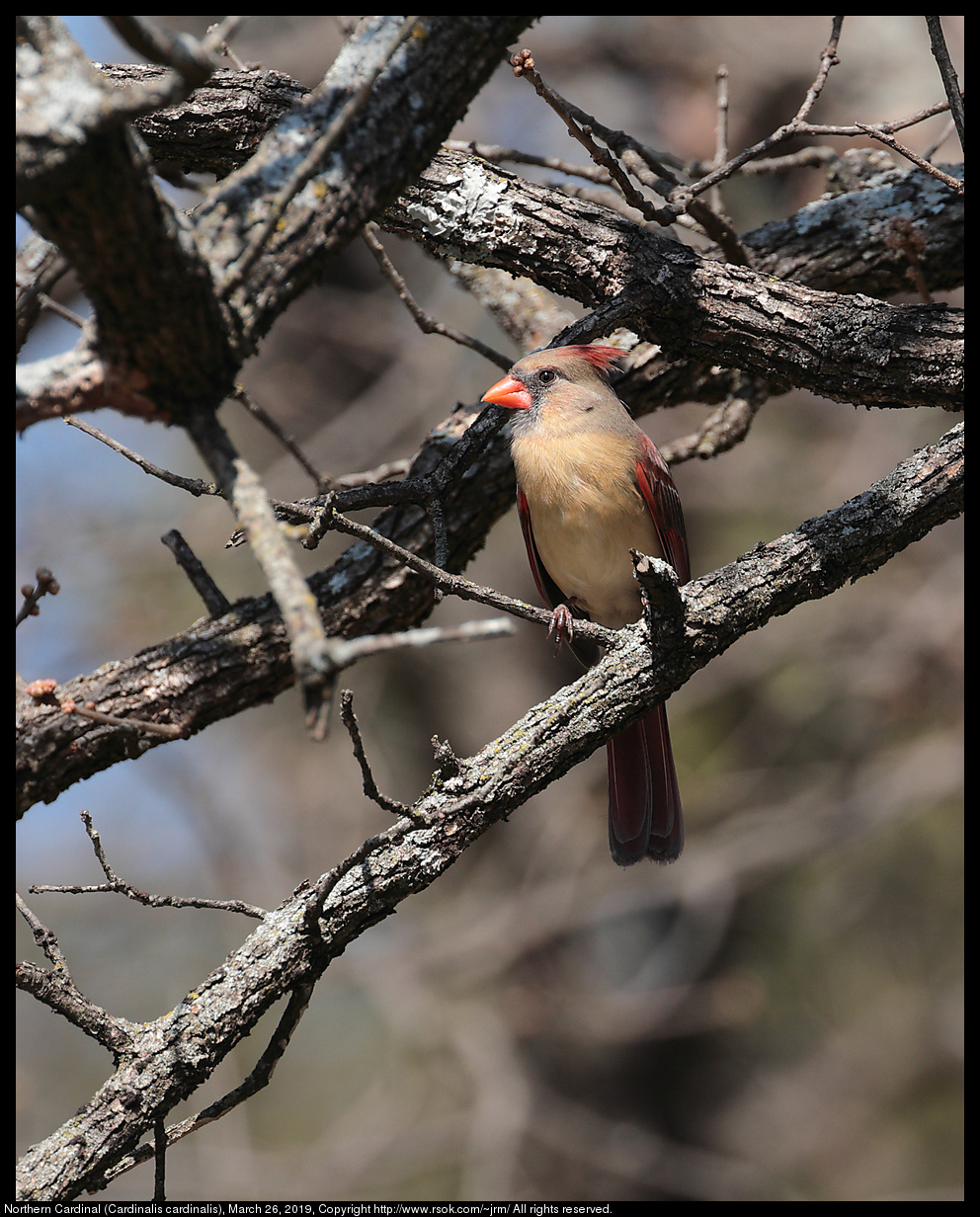 Northern Cardinal (Cardinalis cardinalis), March 26, 2019