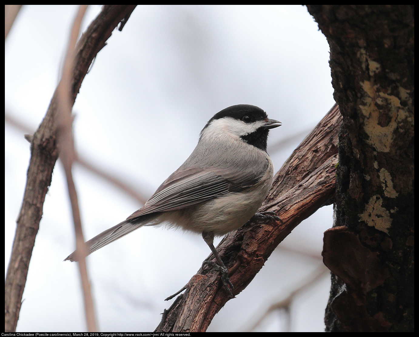 Carolina Chickadee (Poecile carolinensis), March 28, 2019