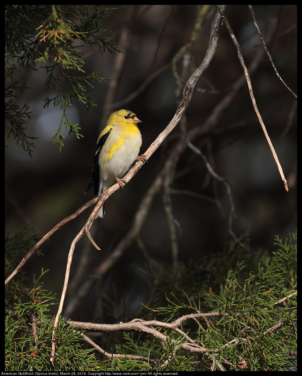 American Goldfinch (Spinus tristis), March 28, 2019