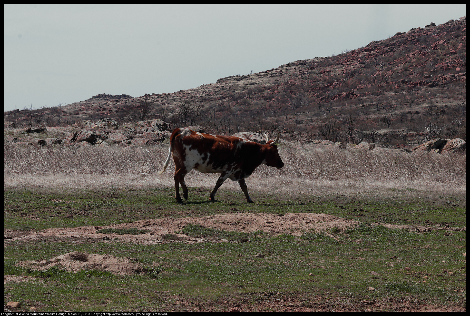 Longhorn at Wichita Mountains Wildlife Refuge, March 31, 2019