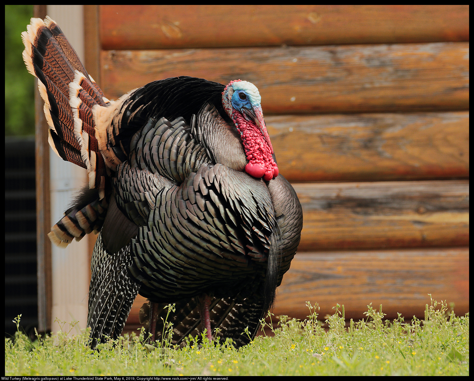 Wild Turkey (Meleagris gallopavo) at Lake Thunderbird State Park, May 6, 2019