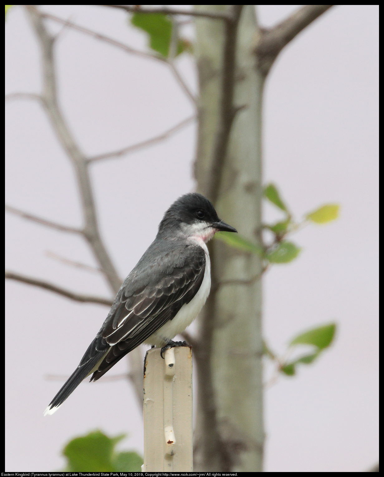 Eastern Kingbird (Tyrannus tyrannus) at Lake Thunderbird State Park, May 10, 2019