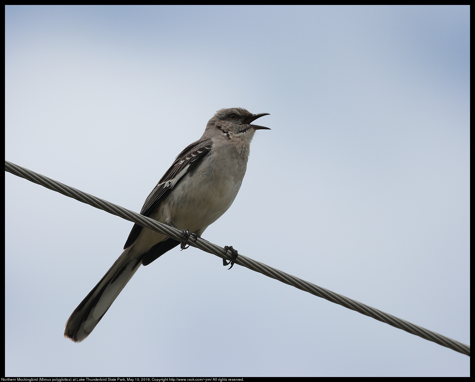 Northern Mockingbird (Mimus polyglottos) at Lake Thunderbird State Park, May 10, 2019