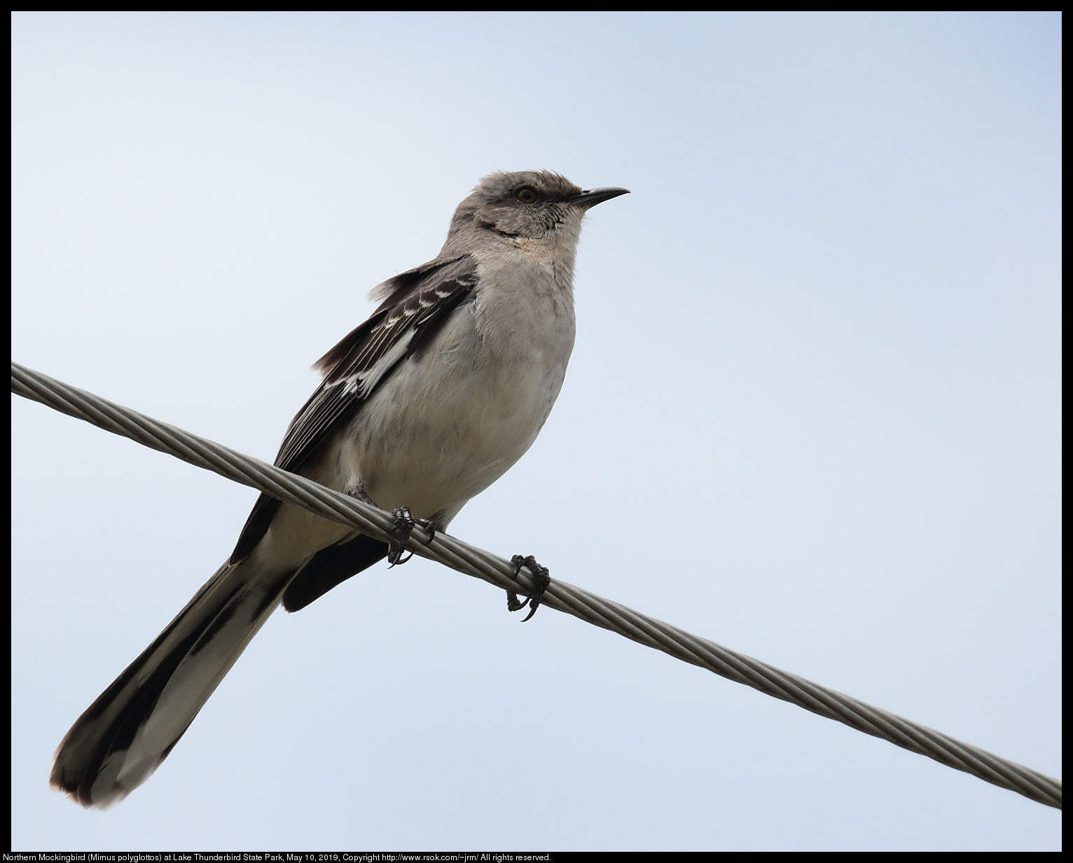 Northern Mockingbird (Mimus polyglottos) at Lake Thunderbird State Park, May 10, 2019