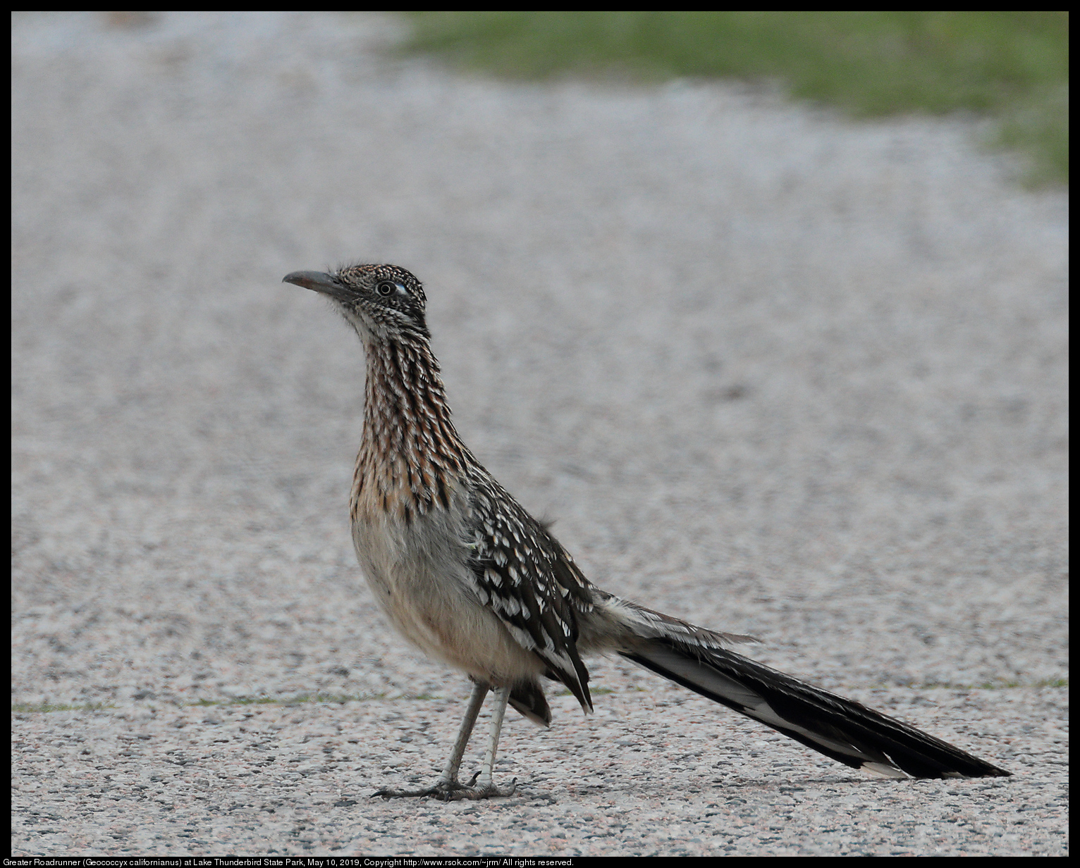 Greater Roadrunner (Geococcyx californianus) at Lake Thunderbird State Park, May 10, 2019