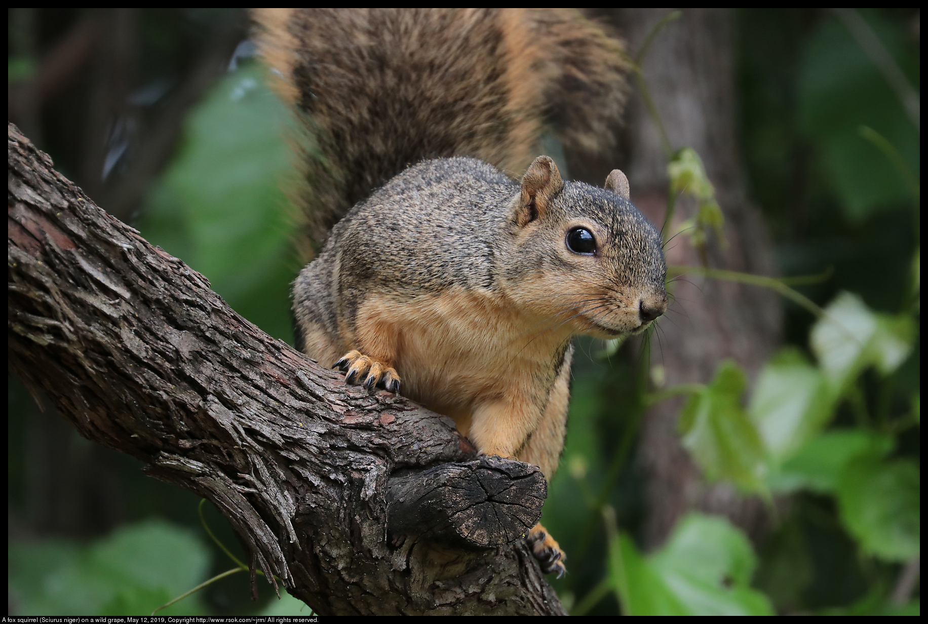 A fox squirrel (Sciurus niger) on a wild grape, May 12, 2019