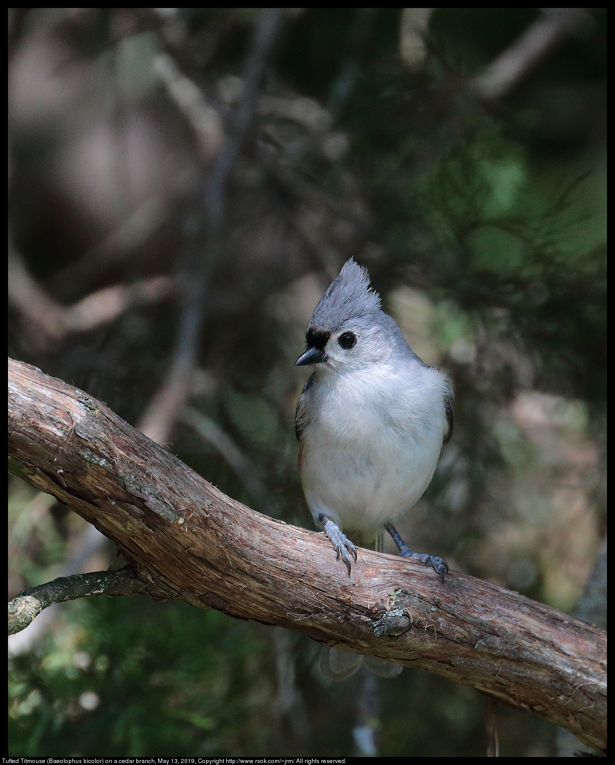 Tufted Titmouse (Baeolophus bicolor) on a cedar branch, May 13, 2019