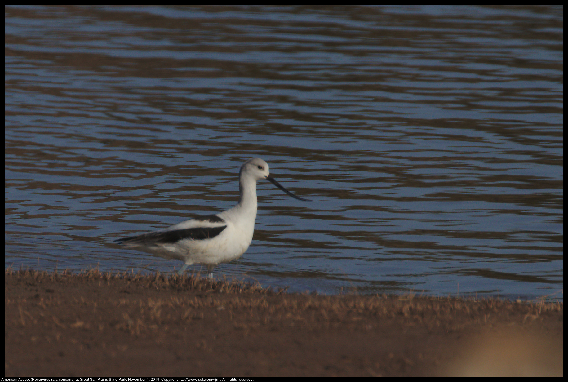 American Avocet (Recurvirostra americana) at Great Salt Plains State Park, November 1, 2019