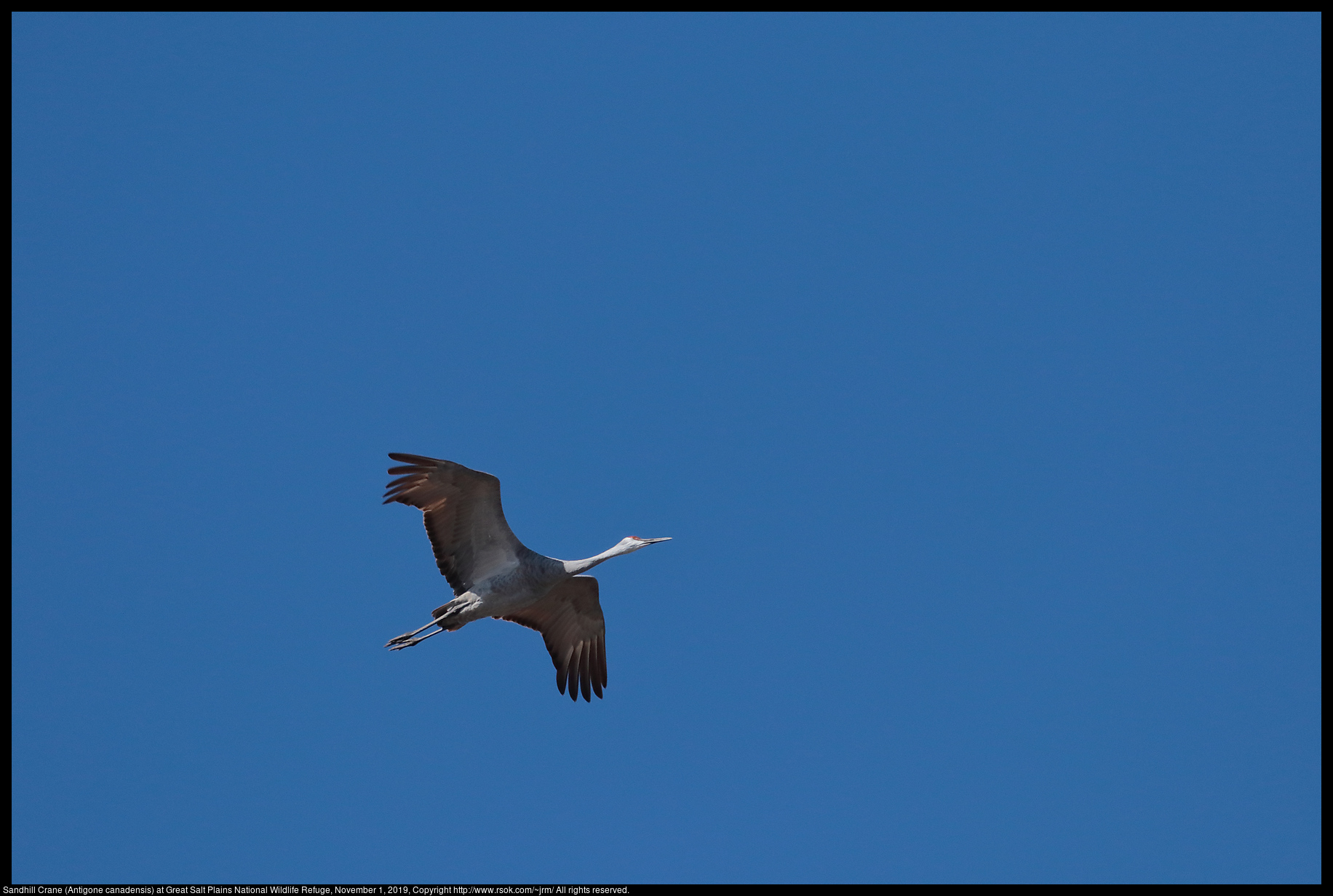 Sandhill Crane (Antigone canadensis) at Great Salt Plains National Wildlife Refuge, November 1, 2019