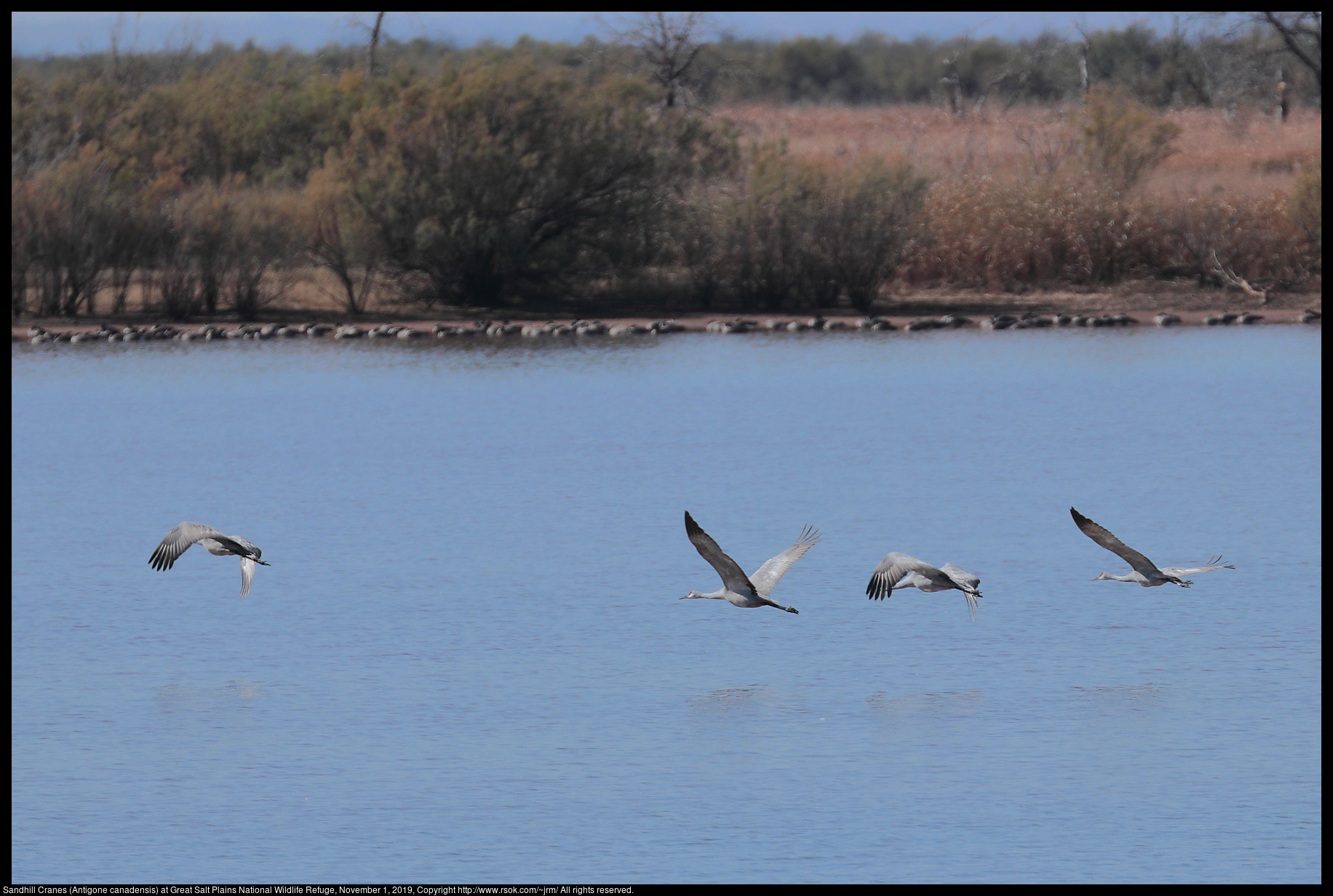 Sandhill Cranes (Antigone canadensis) at Great Salt Plains National Wildlife Refuge, November 1, 2019