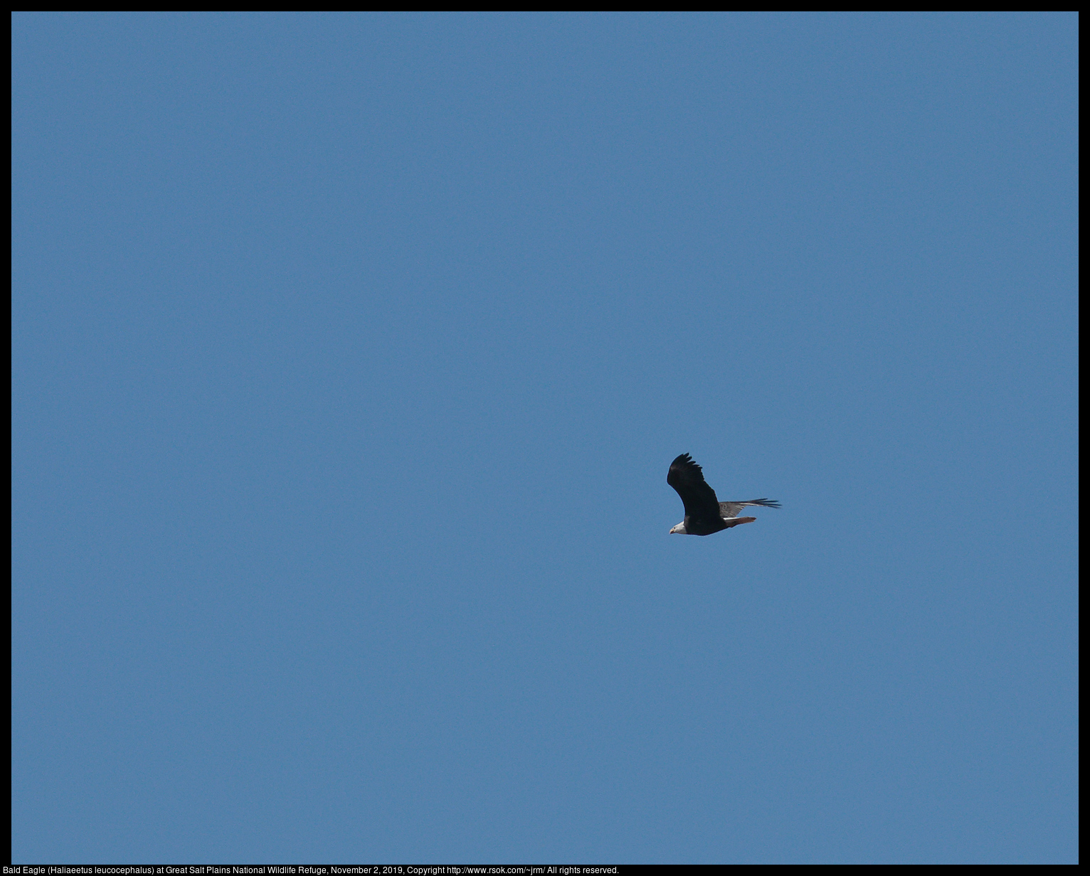 Bald Eagle (Haliaeetus leucocephalus) at Great Salt Plains National Wildlife Refuge, November 2, 2019