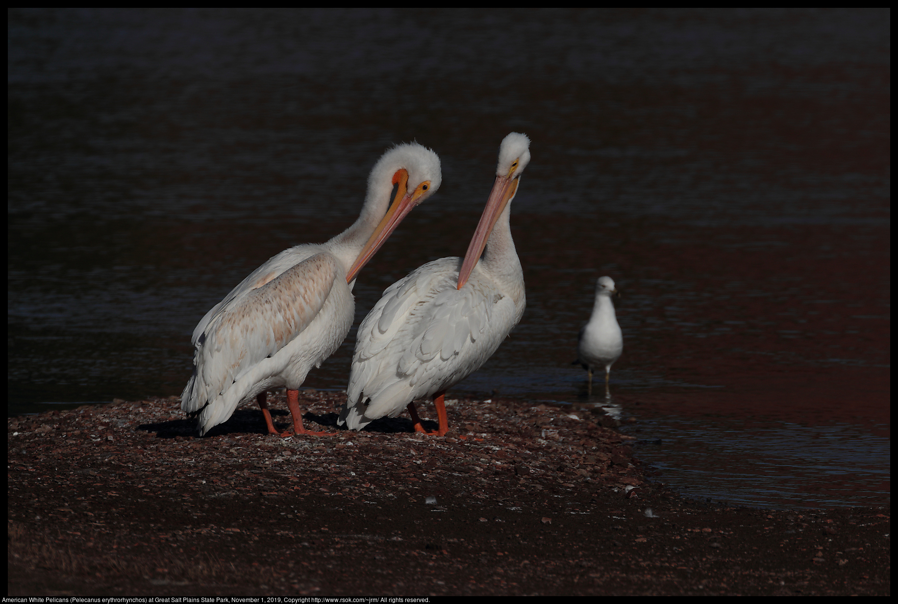 American White Pelicans (Pelecanus erythrorhynchos) at Great Salt Plains State Park, November 1, 2019