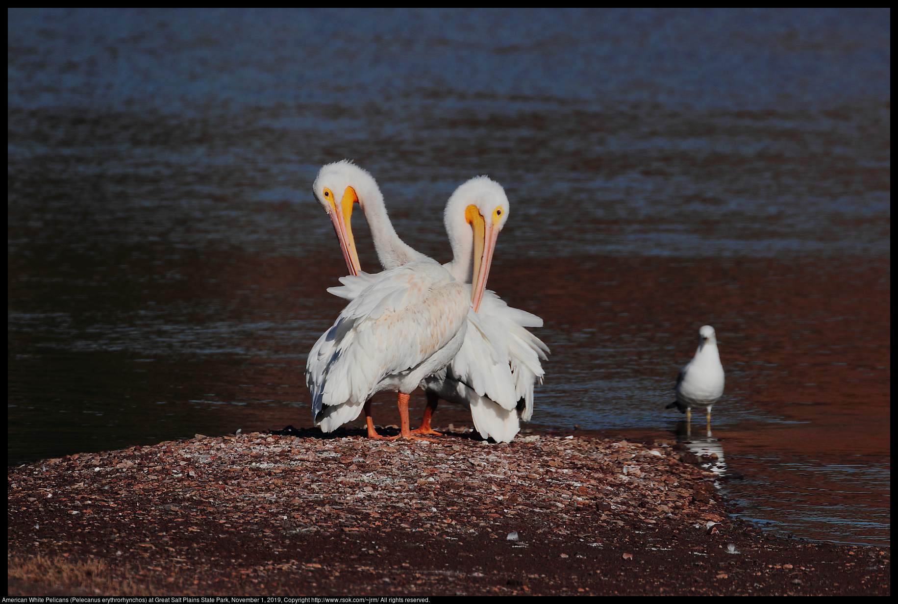 American White Pelicans (Pelecanus erythrorhynchos) at Great Salt Plains State Park, November 1, 2019