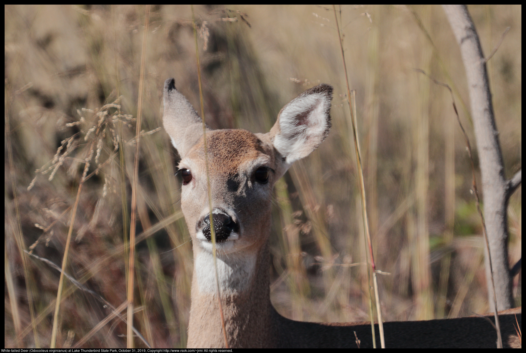 White-tailed Deer (Odocoileus virginianus) at Lake Thunderbird State Park, October 31, 2019
